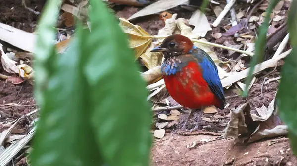 Philippinische Pitta Erythropitta Erythrogaster Endemischer Farbenfroher Vogel Stockbild