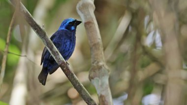 Mavi kiraz kuşu (siyanocompsa parellina) bir dal üzerine tünemiş, Guatemala