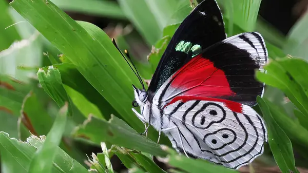 stock image Anna's eighty-eight, fabulous tropical butterfly, Guatemala