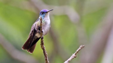 Gök kuşu (Saucerottia siyanocephala), Guatemala