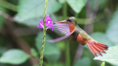 Tarçın sinekkuşu (Amazilia rutila) bir çiçekten besleniyor, Guatemala