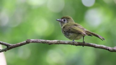 Eye-ringed flatbill (Rhynchocyclus brevirostris) perched on a branch, Guatemala clipart