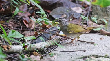 Gagasında birkaç tırtıl bulunan yeşil sırtlı serçe (Arremonops chloronotus), Guatemala