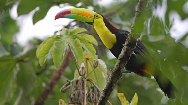 Keel gagalı tukan (Ramphastos sülfuratus), Guatemala