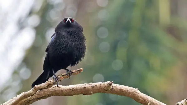 Stock image Bronzed cowbird (Molothrus aeneus) inflating the neck feathers, Guatemala