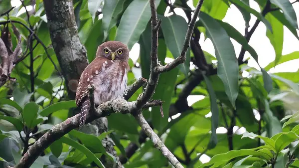 stock image Ferruginous pygmy-owl (Glaucidium brasilianum) on a branch, Guatemala