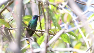 Meksika menekşe kulaklı (Colibri thalassinus) Guatemala 'da bir dala tünemiştir.