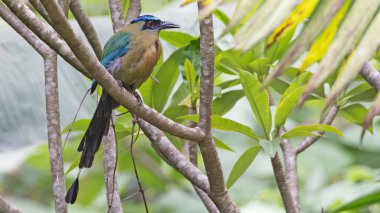 Lesson's motmot (Momotus lessonii) perched on a branch, Guatemala clipart