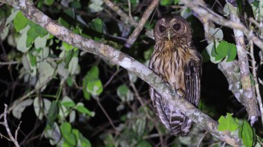 Mottled owl (Strix virgata) perched on a branch, Guatemala clipart