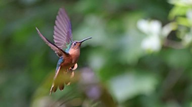 Rufous Lincoln (Pampa rufa) bir çiçeğe yaklaşıyor, Guatemala