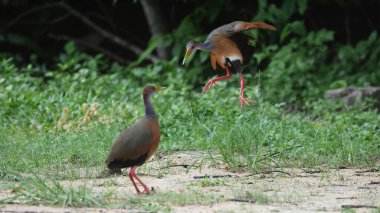 Yetişkin Guatemala 'dan korkan Russet-naped (Aramides albiventris) çocuk.