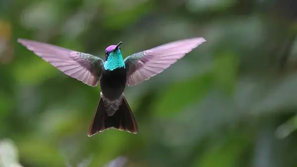 stock image Rivoli's hummingbird (Eugenes fulgens) in flight, Guatemala