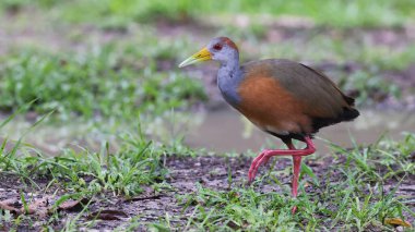 Russet-naped ahşap-ray (Aramides albiventris) portresi, Guatemala