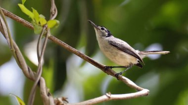 Beyaz kaşlı sinek yakalayıcı (Polioptila çifteata) Guatemala 'da bir dala tünedi