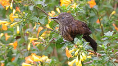 Rufous-backed honeyeater (Ptiloprora guisei), endemic bird to Papua New Guinea clipart