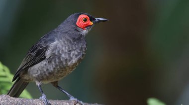 Smoky honeyeater (Melipotes fumigatus), Papua Yeni Gine kuşu