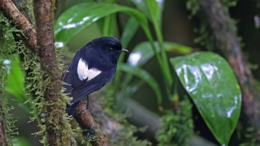 Beyaz kanatlı bülbül (Peneothello sigillata), Yeni Gine 'ye özgü bir kuş.
