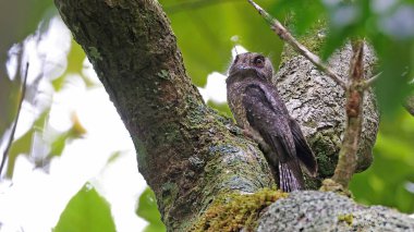 Barred owlet-nightjar (Aegotheles bennettii) perched on a tree in day time, endemic bird of Papua New Guinea