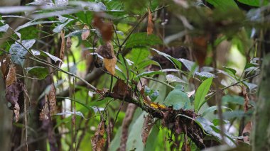 Yuvada güzel meyve güvercini (Ptilinopus pulchellus), görülmesi zor çünkü son derece kamufle olmuş, Papua Yeni Gine