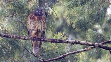 Barking owl (Ninox connivens) perched on a branch in day time, Papua New Guinea clipart