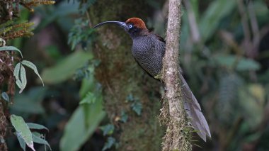 Kahverengi orak gagalı (Epimachus meyeri) dişi, Papua Yeni Gine 'nin endemik kuşu