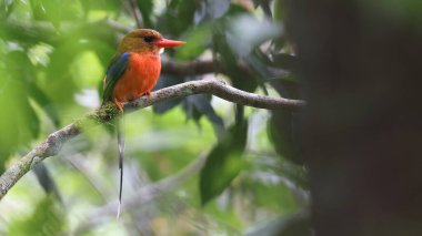 Kahverengi başlı Cennet-Kingfisher (Tanysiptera danae), Papua Yeni Gine 'nin endemik kuşu.