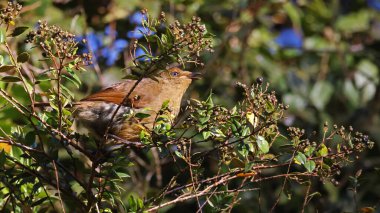Crested satinbird (Cnemophilus macgregorii) female, endemic bird of Papua New Guinea