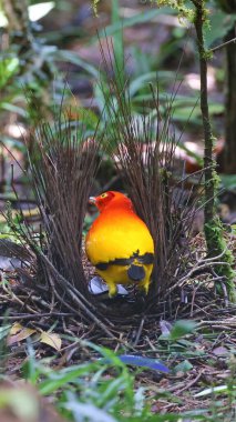 Flame bowerbird (Sericulus ardens) checking its bower, endemic bird of Papua New Guinea