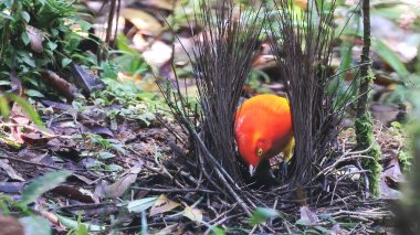 Flame bowerbird (Sericulus ardens) in its bower, endemic bird of papua New Guinea