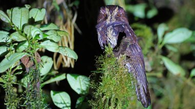 Feline owlet-nightjar (Aegotheles insignis), endemic bird of New Guinea clipart