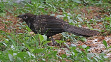 Pheasant coucal (Centropus phasianinus), bird of Papua New Guinea clipart