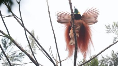 Raggiana bird-of-paradise (Paradisaea raggiana) in display, endemic bird to Papua New Guinea
