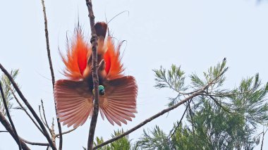 Raggiana bird-of-paradise (Paradisaea raggiana) in fantastic display, endemic bird to Papua New Guinea