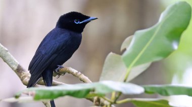Seyşeller Cennet-Sinek Yakalayıcısına (Terpsiphone corvina)