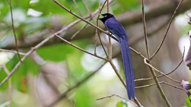 Endemic Seychelles Paradise-Flycatcher (Terpsiphone corvina)