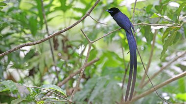 Endemic Seychelles Paradise-Flycatcher (Terpsiphone corvina) yatay kompozisyonda