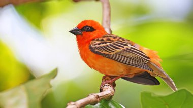 Kırmızı fody (Foudia madagascariensis) Praslin, Seyşeller 'de tünemiştir.