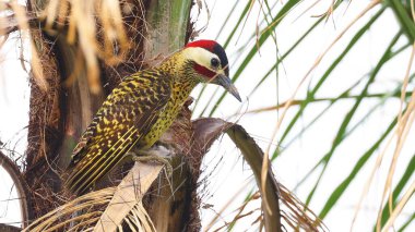 Green-barred woodpecker (Colaptes melanochloros), bird of Bolivia clipart