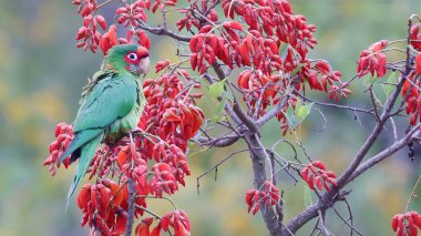 Mitred parakeet (Psittacara mitratus) on red flowering tree, Bolivia clipart