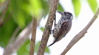 White-wedged piculet (Picumnus albosquamatus), bird of Bolivia clipart