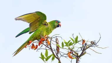 Mavi taçlı muhabbet kuşu (Thectocercus acuticaudatus), Bolivya kuşu.