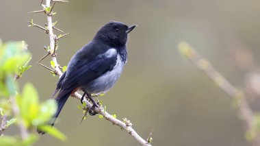 Gri karınlı çiçek delici (Diglossa carbonaria), Bolivya kuşu