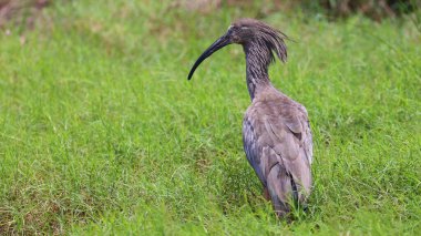 Tesisatlı aynak (Theristicus caerulescens), Bolivya kuşu.