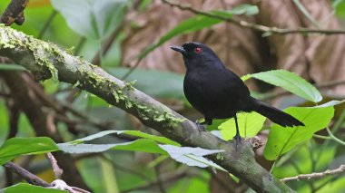 Batı ateş gözü (Pyriglena maura), Bolivya kuşu