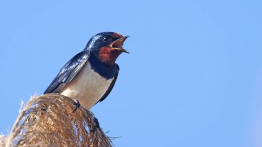 Ahır kırlangıcı (Hirundo rustica) bir levrekten arıyor