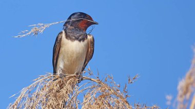 Yuva malzemesi ile ahır kırlangıcı (Hirundo rustica)