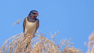 Gagasında yuva malzemesi olan ahır kırlangıcı (Hirundo rustica)