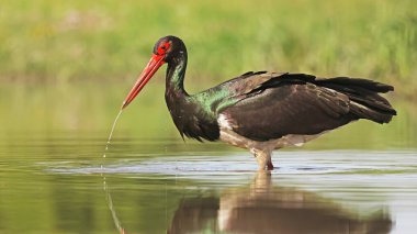 Kara leylek (Ciconia nigra) bir gölde