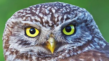 Küçük baykuşun kapanışı (Athene noctua) sana bakıyor