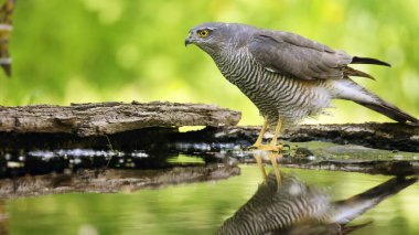 Avrasyalı atmaca (Accipiter nisus) dişi su içmeye hazır.